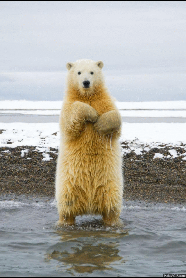 Bear-GIFS-dancing.gif